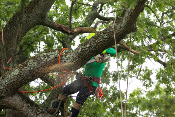 Best Fruit Tree Pruning  in Charleston, SC